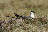 Long-tailed Jaegerborder=